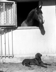 Paard en hond. In de lentezon (waar blijft de baas), Bestanddeelnr 902-1337