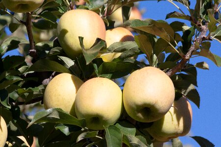 Ripe autumn south tyrol photo