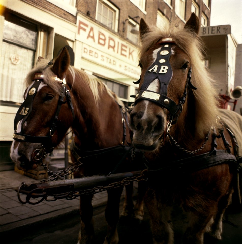 Paarden en wagen met bierkar, Bestanddeelnr 254-7102