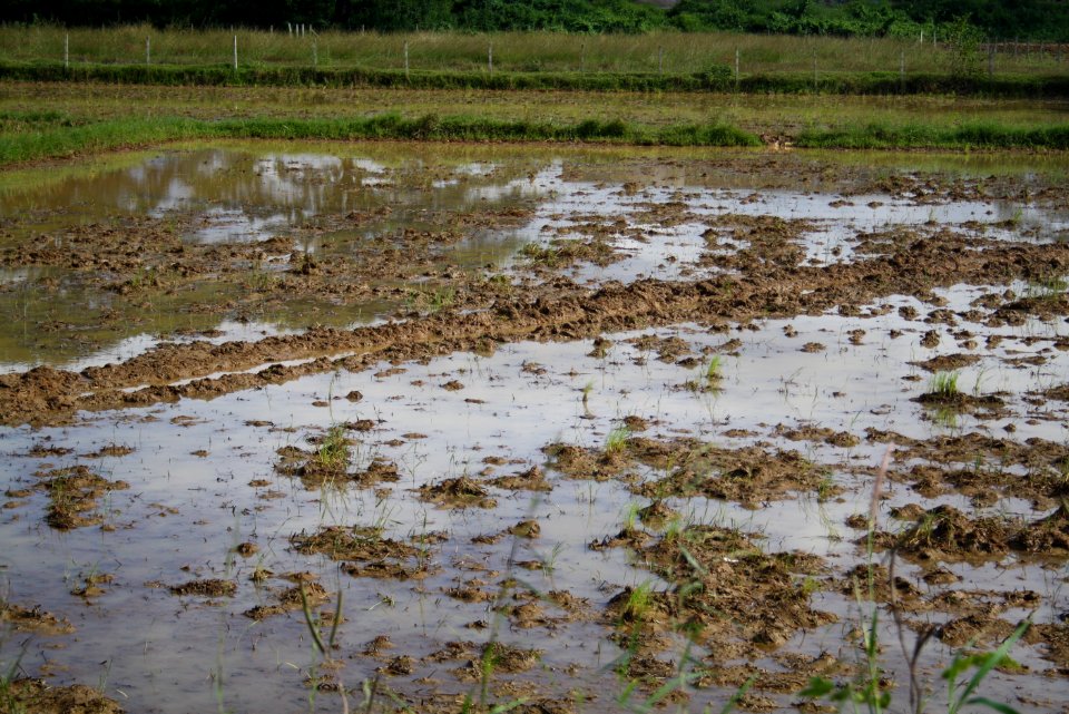 Paddy Fields of Palakkad, Kerala