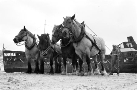 Paarden moeten een schip uiteen trekken, Bestanddeelnr 934-4924