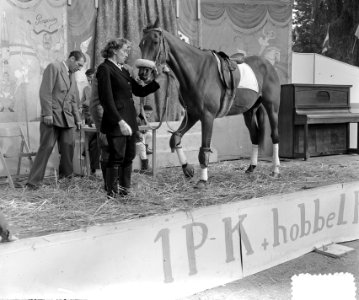 Paardendag Amsterdam, Bestanddeelnr 905-9816