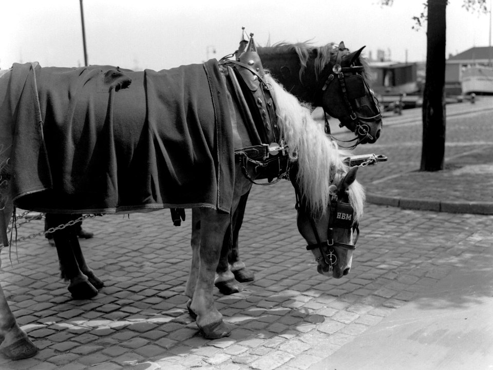 Paarden van de Heineken Brouwerij in Amsterdam, Bestanddeelnr 189-0518