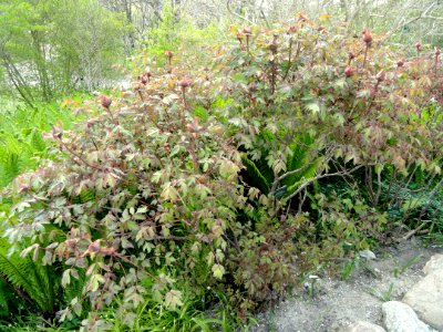 Paeonia × suffruticosa - Copenhagen Botanical Garden - DSC07507 photo