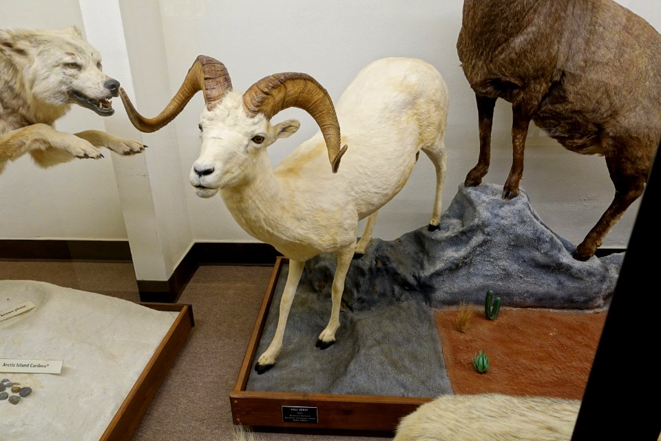 Ovis dalli - Mount Angel Abbey Museum - Mount Angel Abbey - Mount Angel, Oregon - DSC09988