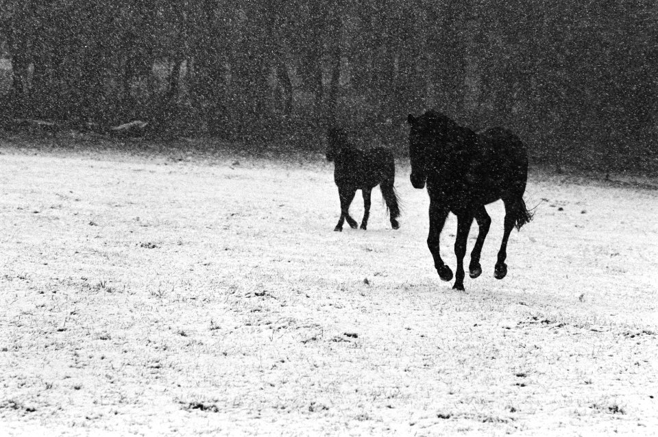 Paarden in de sneeuw bij Hoenderloo, Bestanddeelnr 932-4641