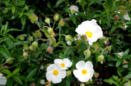 Paeonia - Parc floral 3