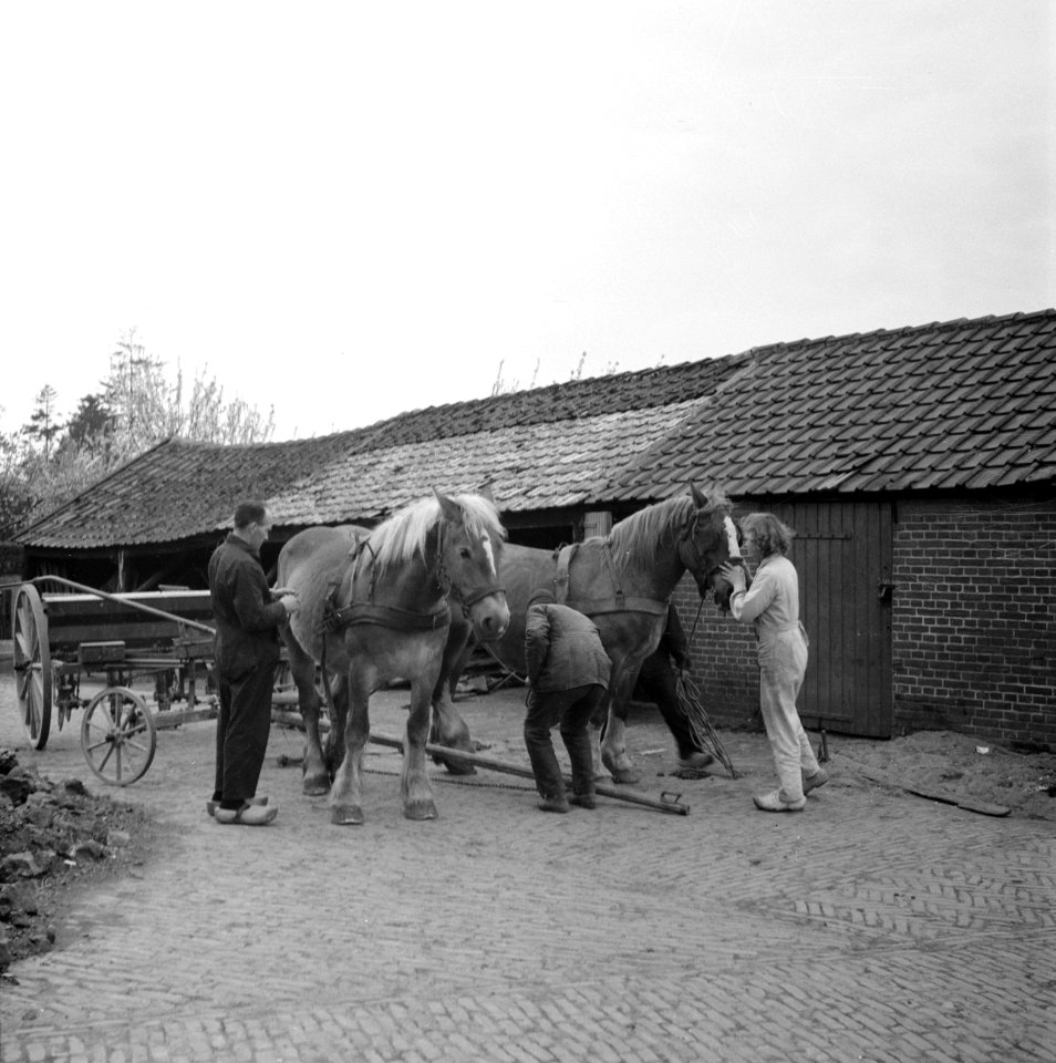 Paarden voor een kar, Bestanddeelnr 252-1966