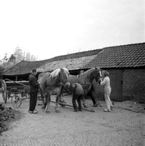 Paarden voor een kar, Bestanddeelnr 252-1966