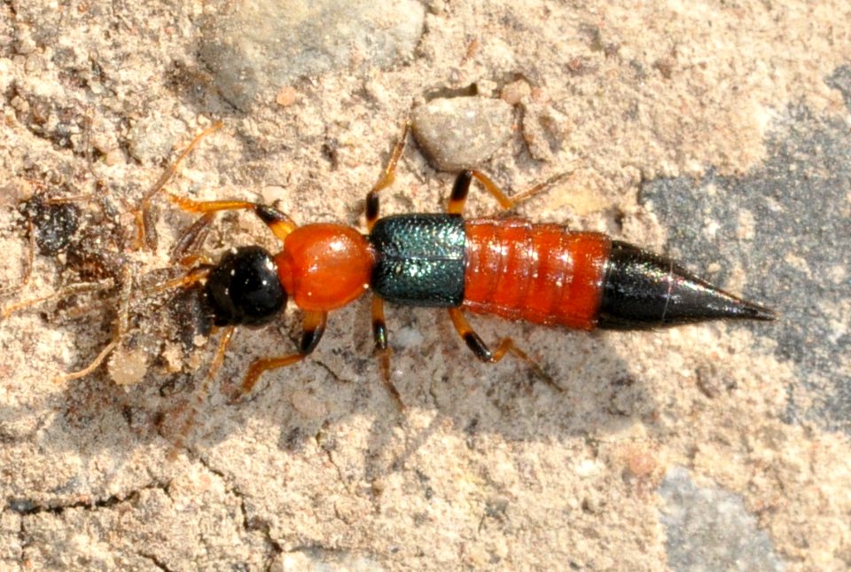 Paederus-littoralis-03-fws