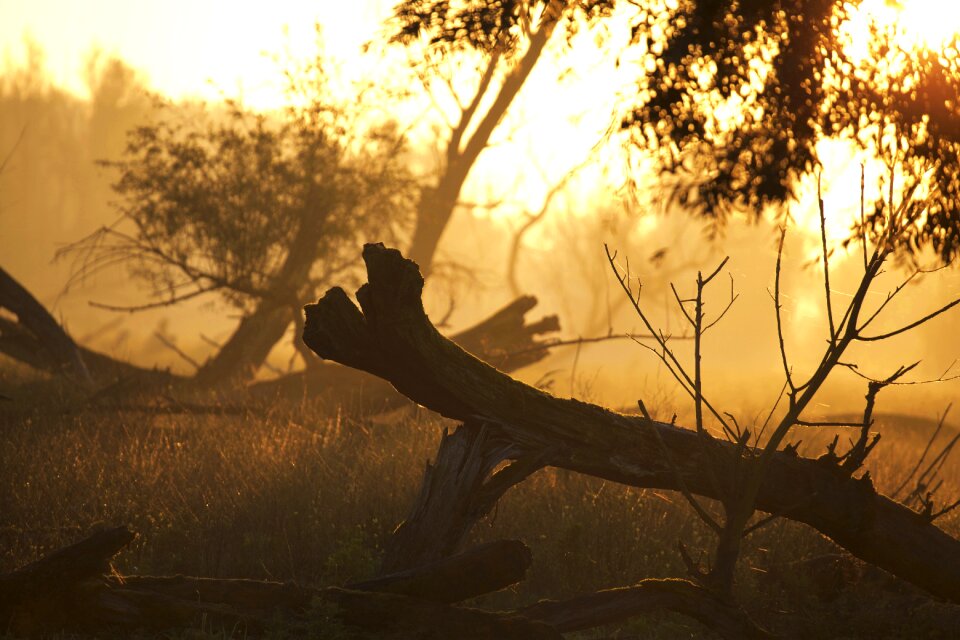 Sunrise sunset trees