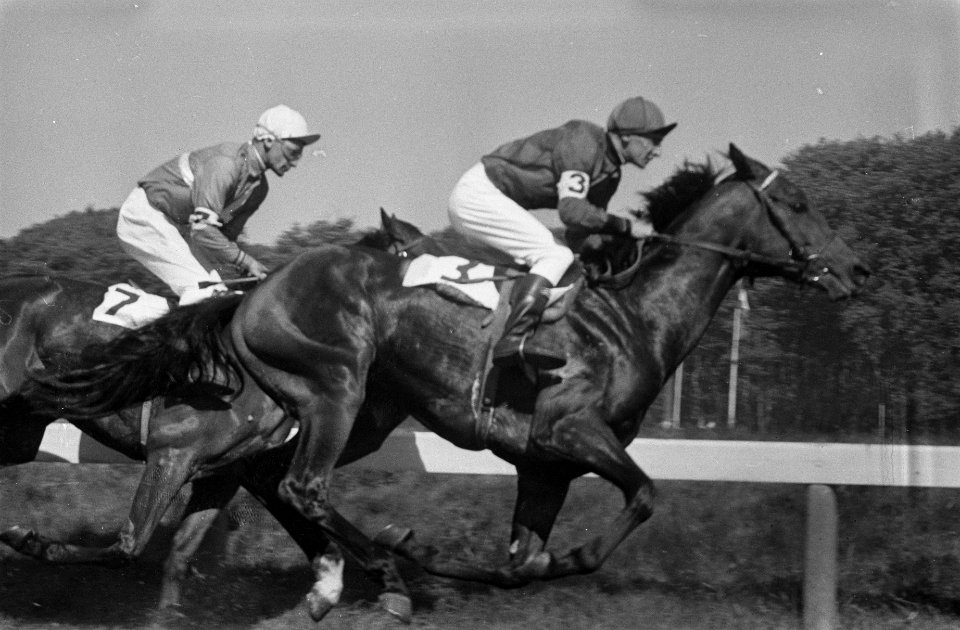 Paardenraces op Duindigt te Den Haag De finish Derby voor hengsten Nr 3 Mist, Bestanddeelnr 915-2178