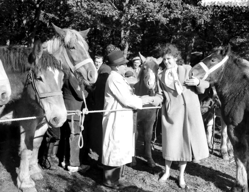 Paardenmarkt in Zuidlaren, Bestanddeelnr 909-9256