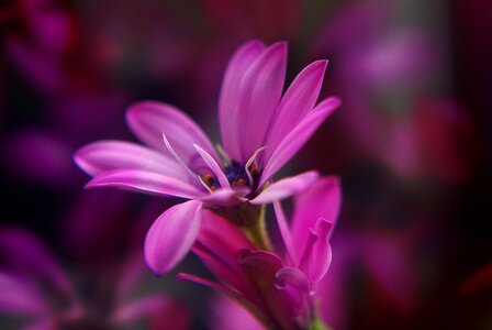 Purple spring seeds photo