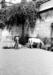 Paarden drinken uit trog, Bestanddeelnr 255-9590 photo