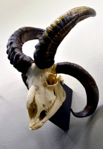 Ovis aries Naturhistorisches Museum Basel 27102013 2