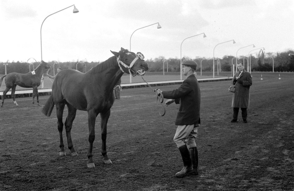 Paardenshow te Hilversum, Bestanddeelnr 911-7770