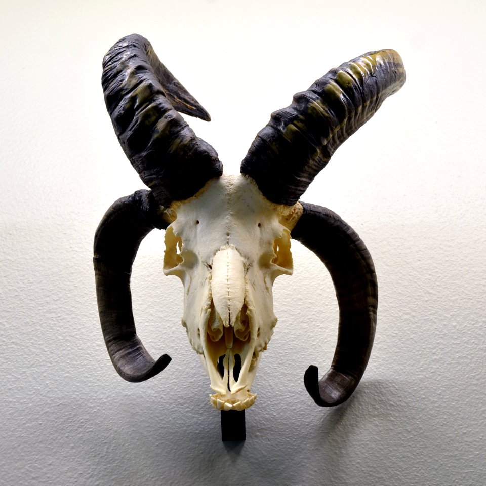 Ovis aries Naturhistorisches Museum Basel 27102013 1