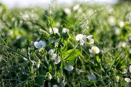 Nature crop green-white
