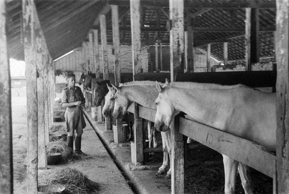 Paarden in de stallen, Bestanddeelnr 3-3-1
