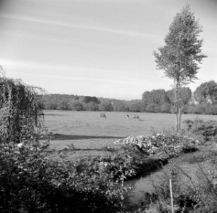 Paarden en koe in een weiland in het Geuldal bij Schin op Geul, Bestanddeelnr 252-0196