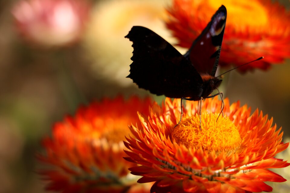 Blossom bloom peacock