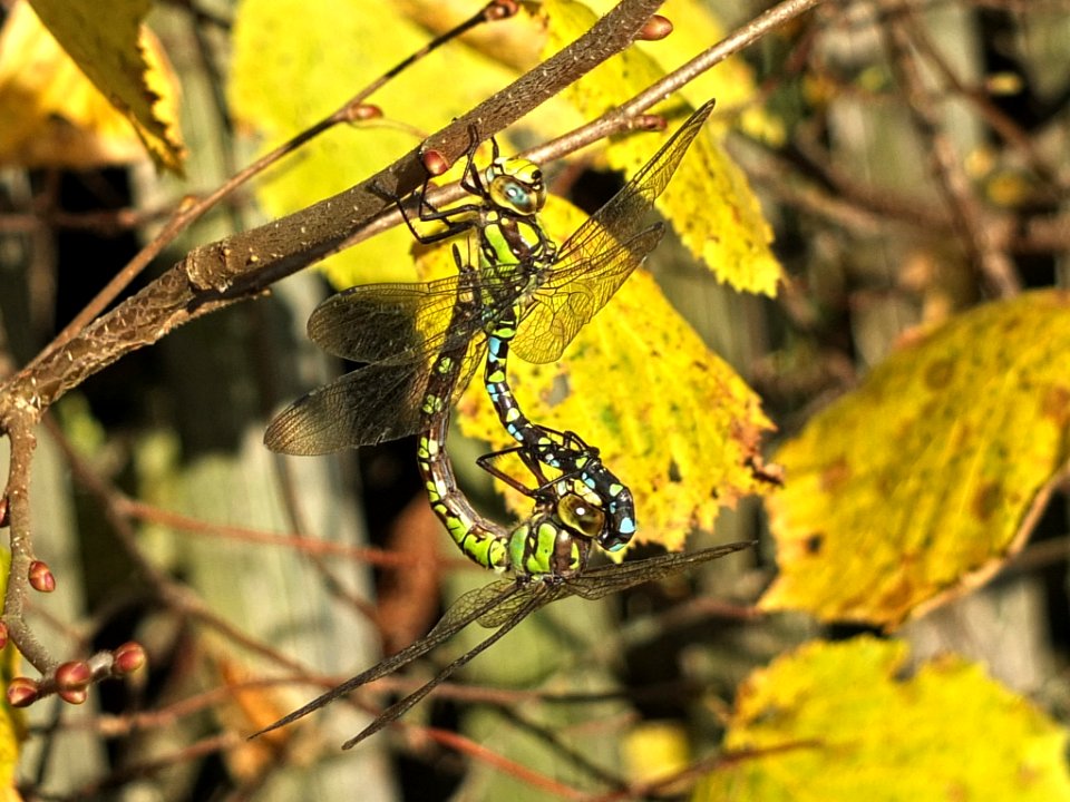 Paarungsrad Blaugruene Mosaikjungfer Niedling