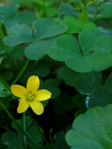 Oxalis stricta, 2020-09-08, Beechview, 03