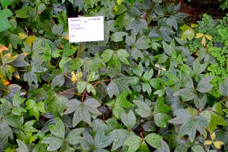 Oxalis ortgiesii - Flora park - Cologne, Germany - DSC00636