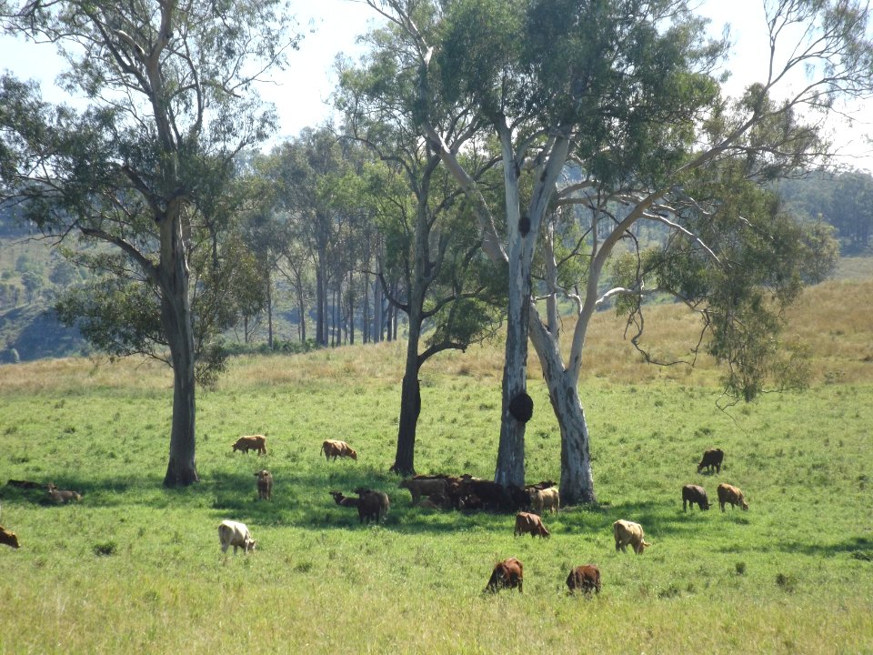 Paddocks along The Hollows Road at Josephville, Queensland 2