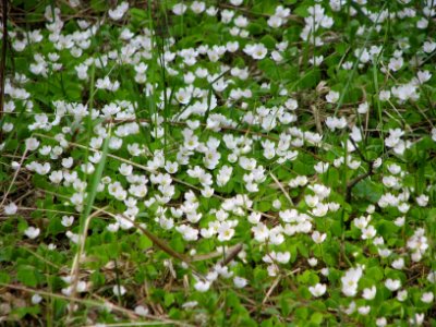 Oxalis acetosella 5817
