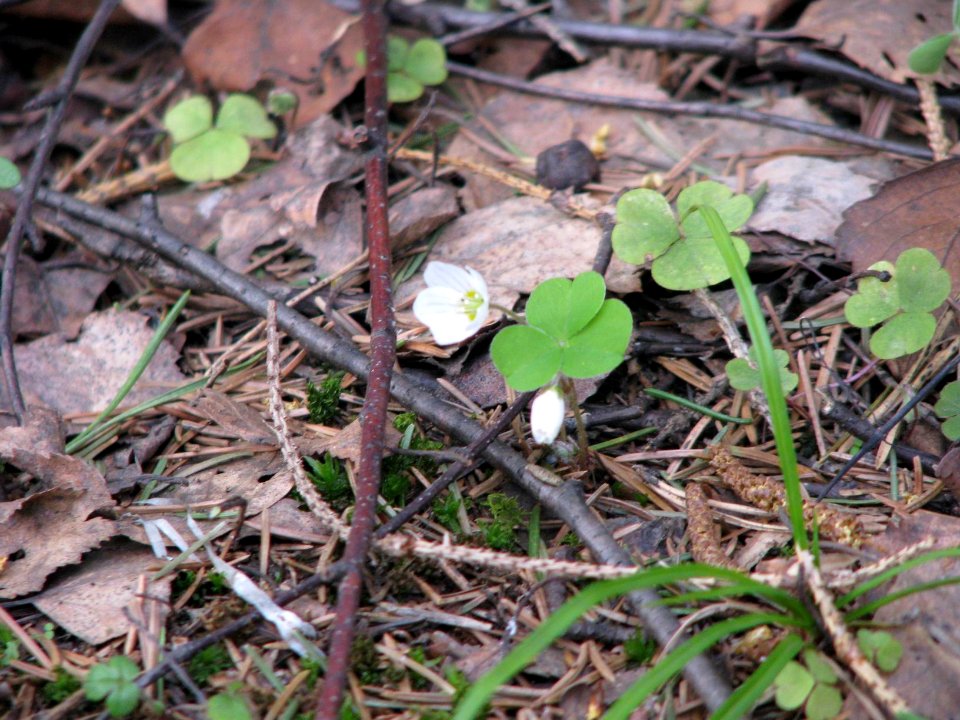 Oxalis acetosella 5724