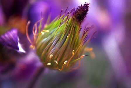 Purple spring seeds photo