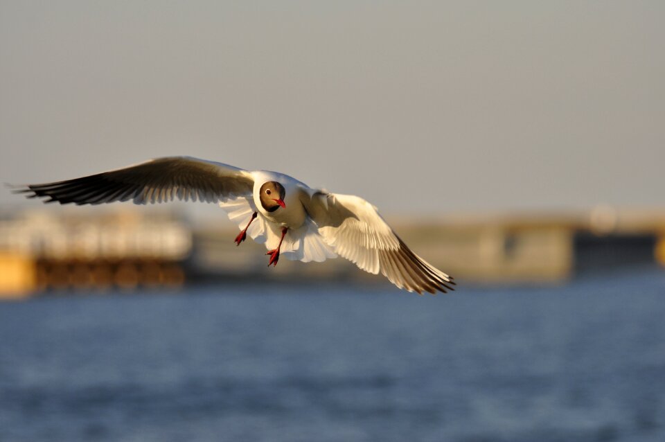 Flight flying water