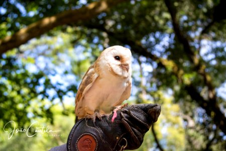 Owl (212816667)