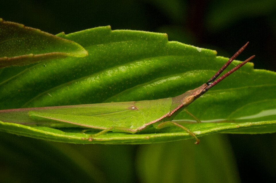 Wildlife green wild