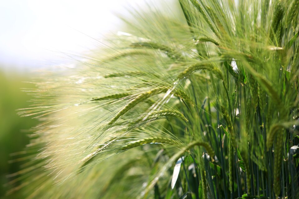 Cereal nature crop
