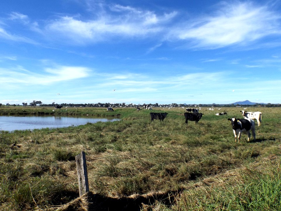 Paddocks along Kengoon Road Silverdale