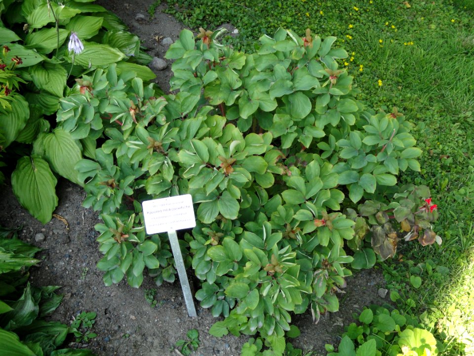 Paeonia daurica subsp. mlokosewitschii - Botanical Garden in Kaisaniemi, Helsinki - DSC03451