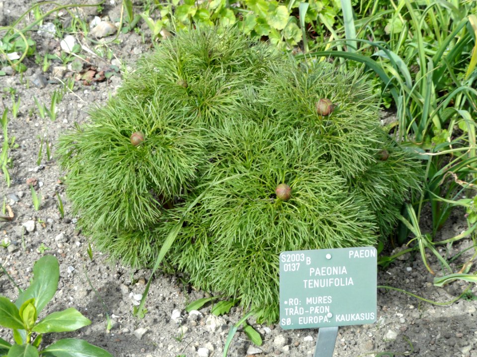 Paeonia tenuifolia - Copenhagen Botanical Garden - DSC07636