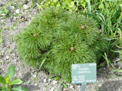 Paeonia tenuifolia - Copenhagen Botanical Garden - DSC07636