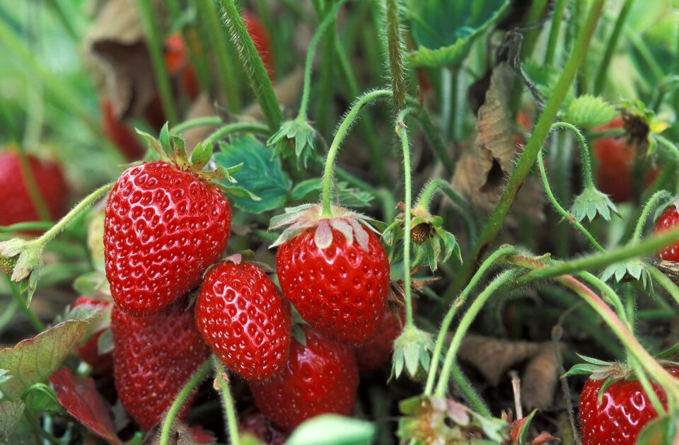 Healthy sweet fresh