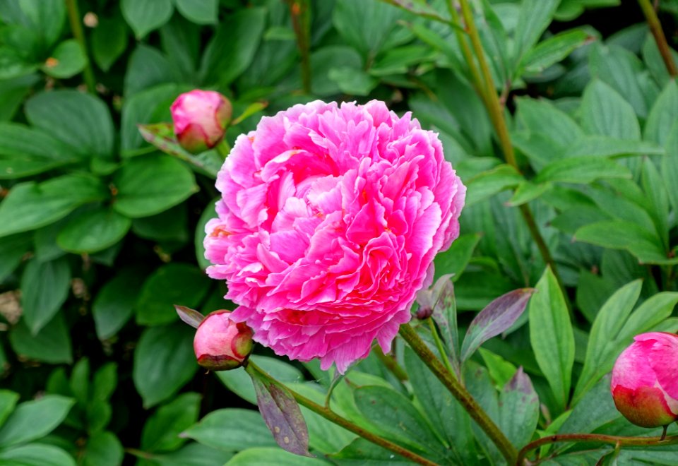 Paeonia lactiflora 'Auguste Dessert' - Hillier Gardens - Romsey, Hampshire, England - DSC04533