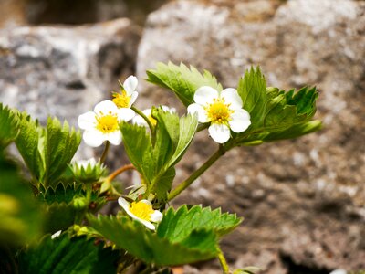 Blossom bloom white