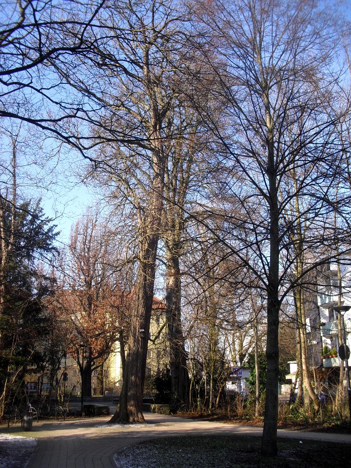 Paderborn - Catalpa im Geisselschen Garten