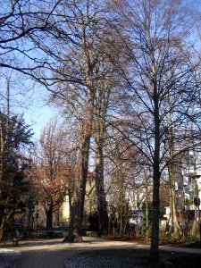 Paderborn - Catalpa im Geisselschen Garten