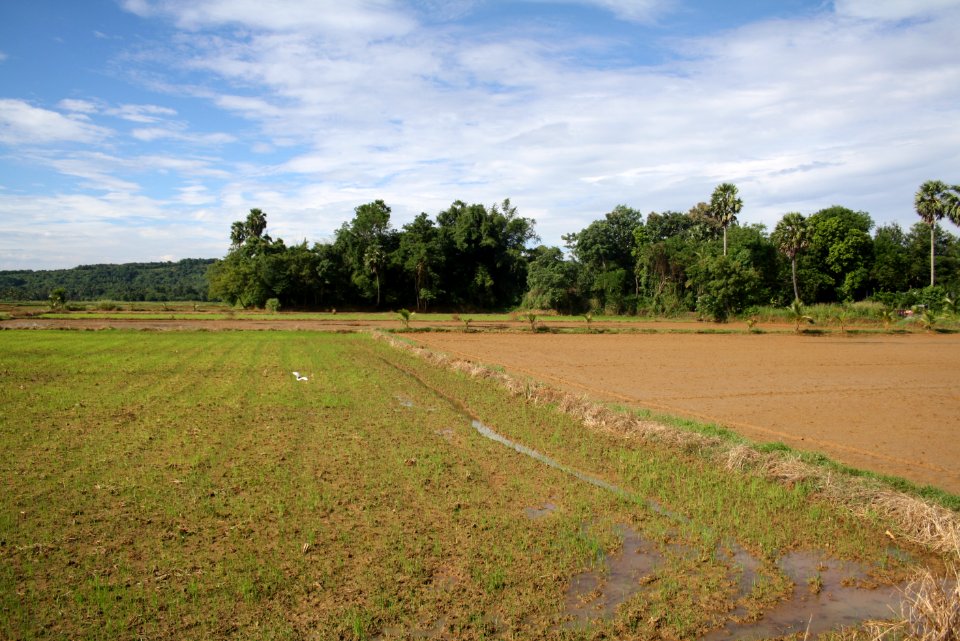 Paddy fields of Palakkad