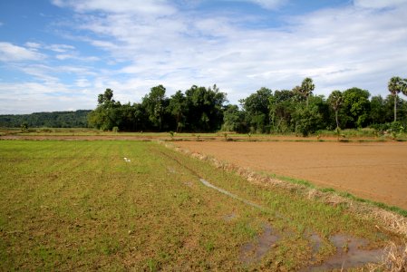 Paddy fields of Palakkad