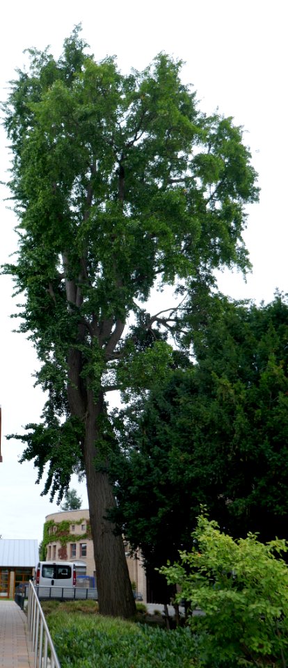 Paderborn - Ginkgo am Busdorfwall