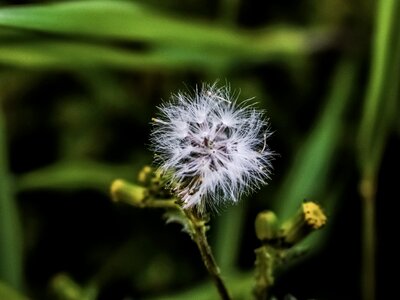 Spring fragile cyprus